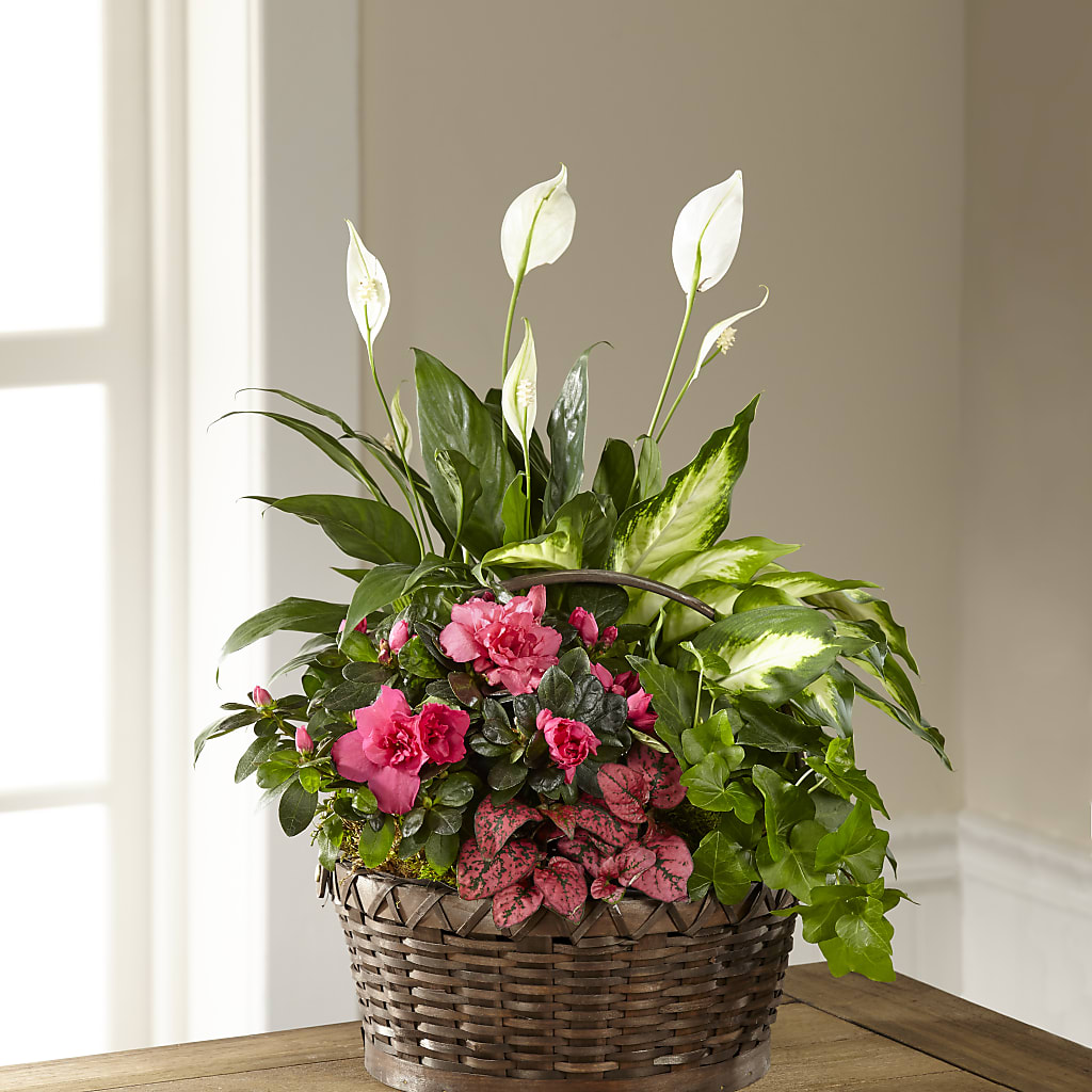 Dream in Pink Dishgarden – LARRY'S FLORIST, Cliffside Park NJ