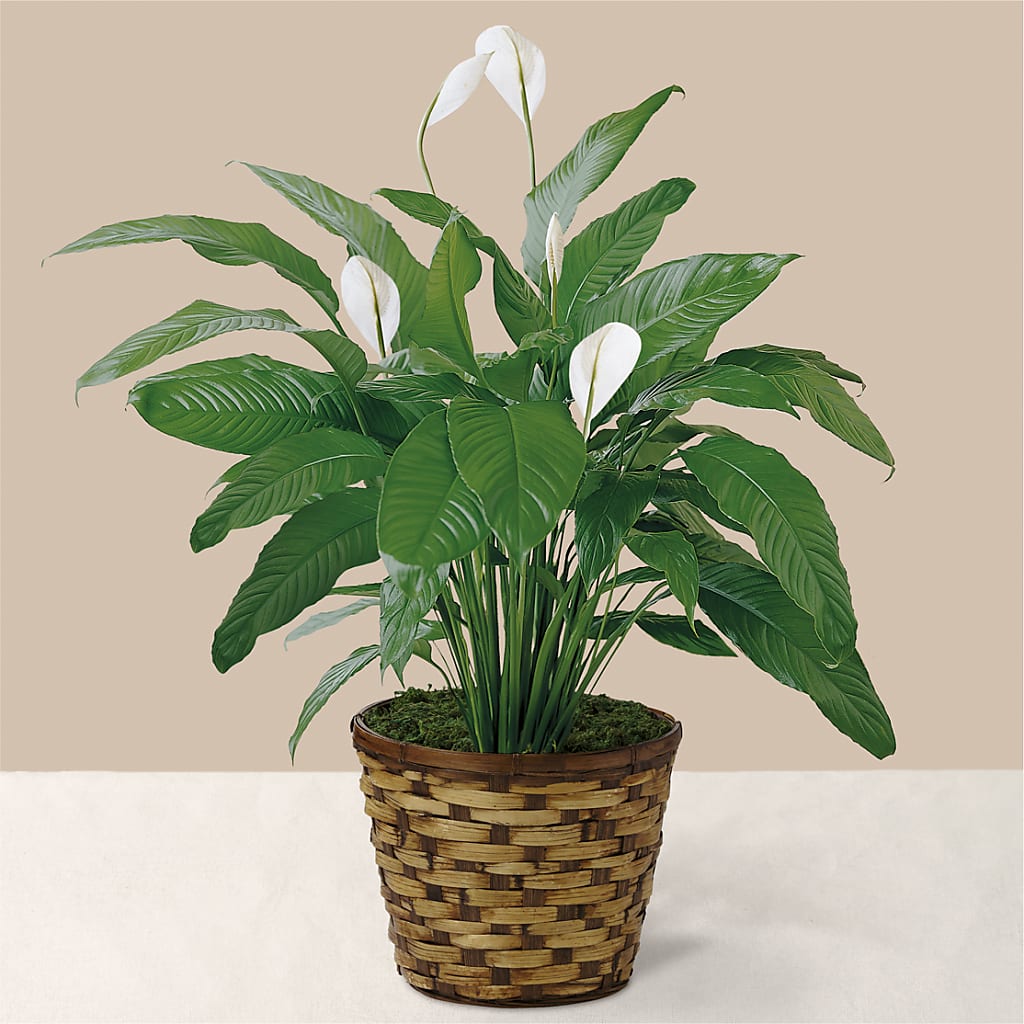 Tranquil Moments Peace Lily Plant – LARRY'S FLORIST, Cliffside Park NJ