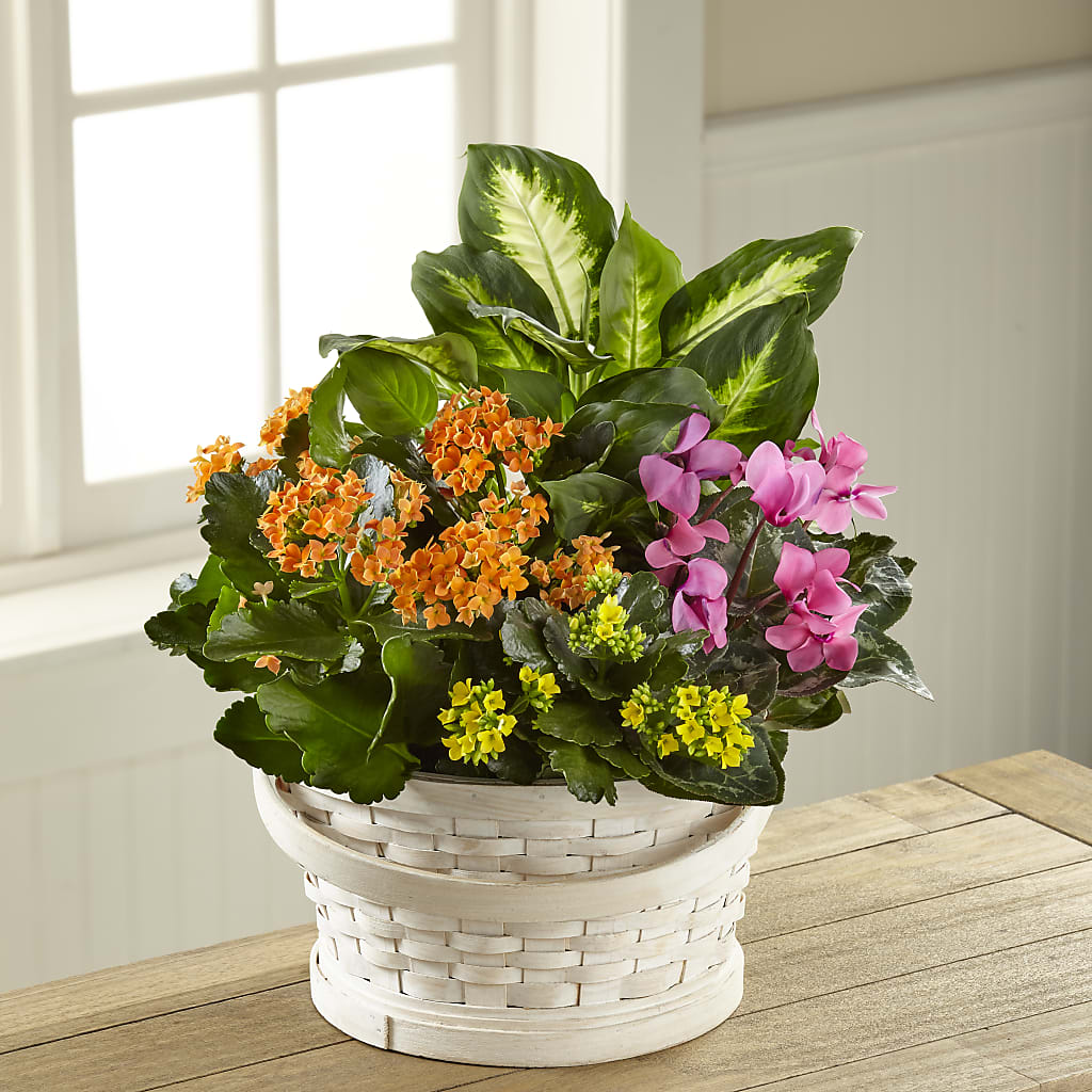 Color Crush Dishgarden – LARRY'S FLORIST, Cliffside Park NJ
