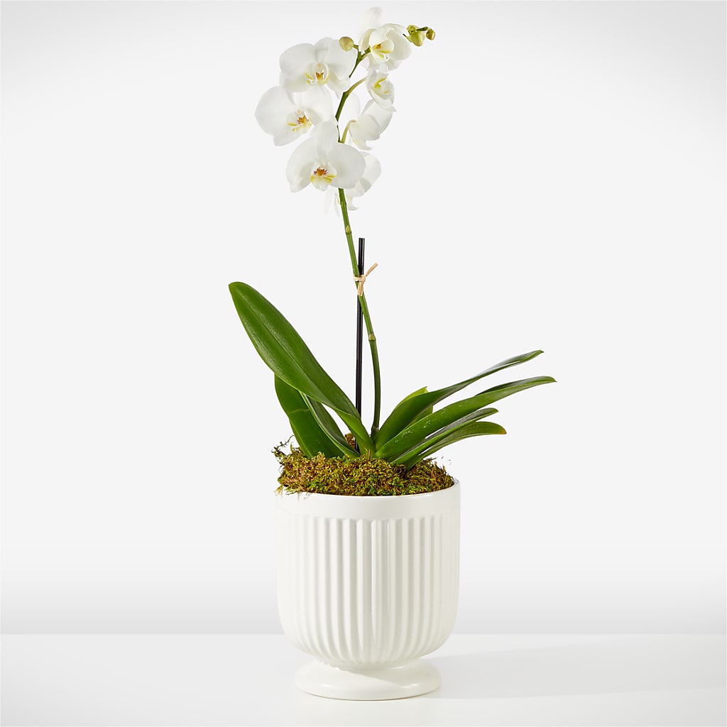Whispering White Orchid – LARRY'S FLORIST, Cliffside Park NJ