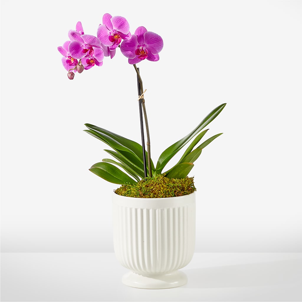 Friendly Fuchsia Orchid – LARRY'S FLORIST, Cliffside Park NJ