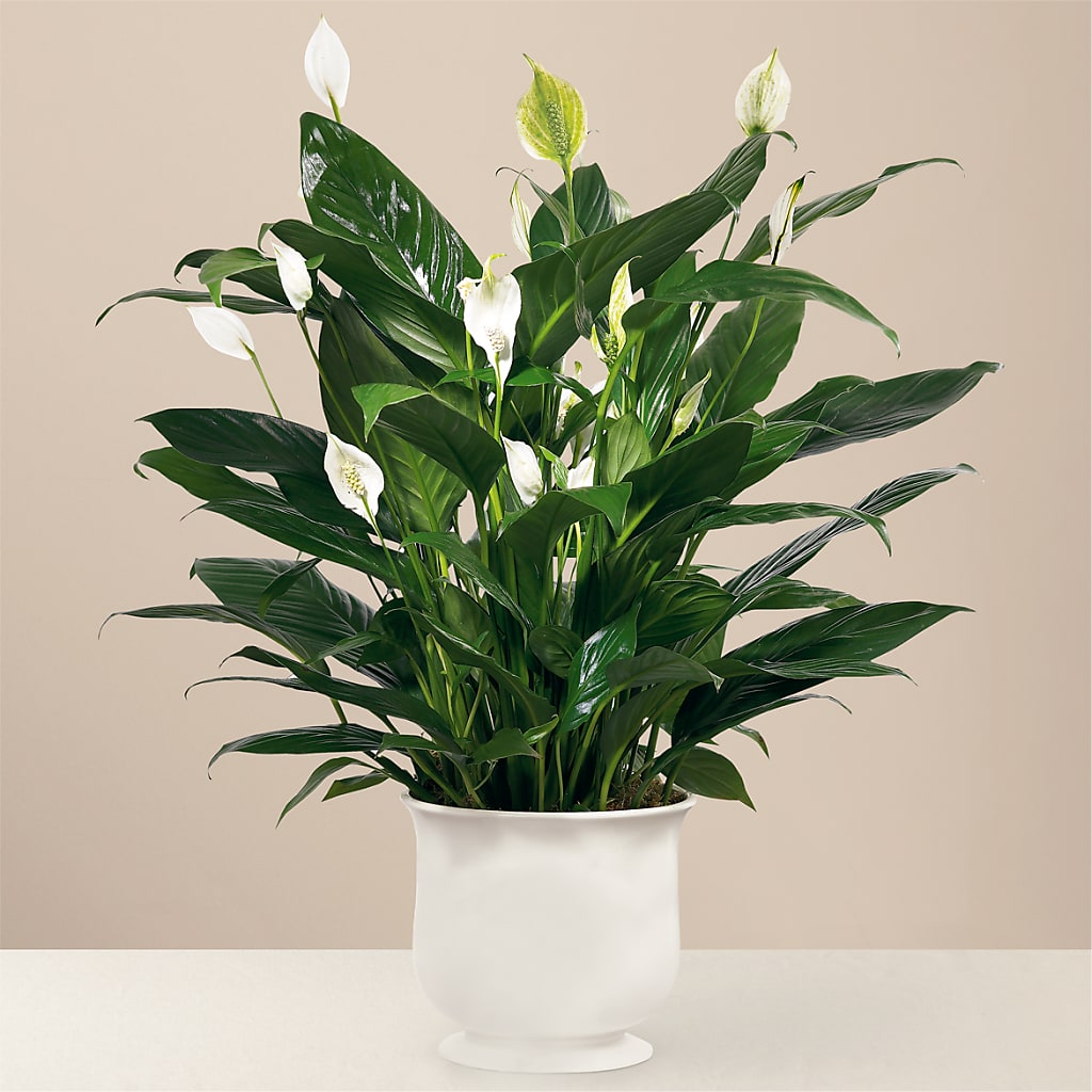 Comfort Planter – LARRY'S FLORIST, Cliffside Park NJ