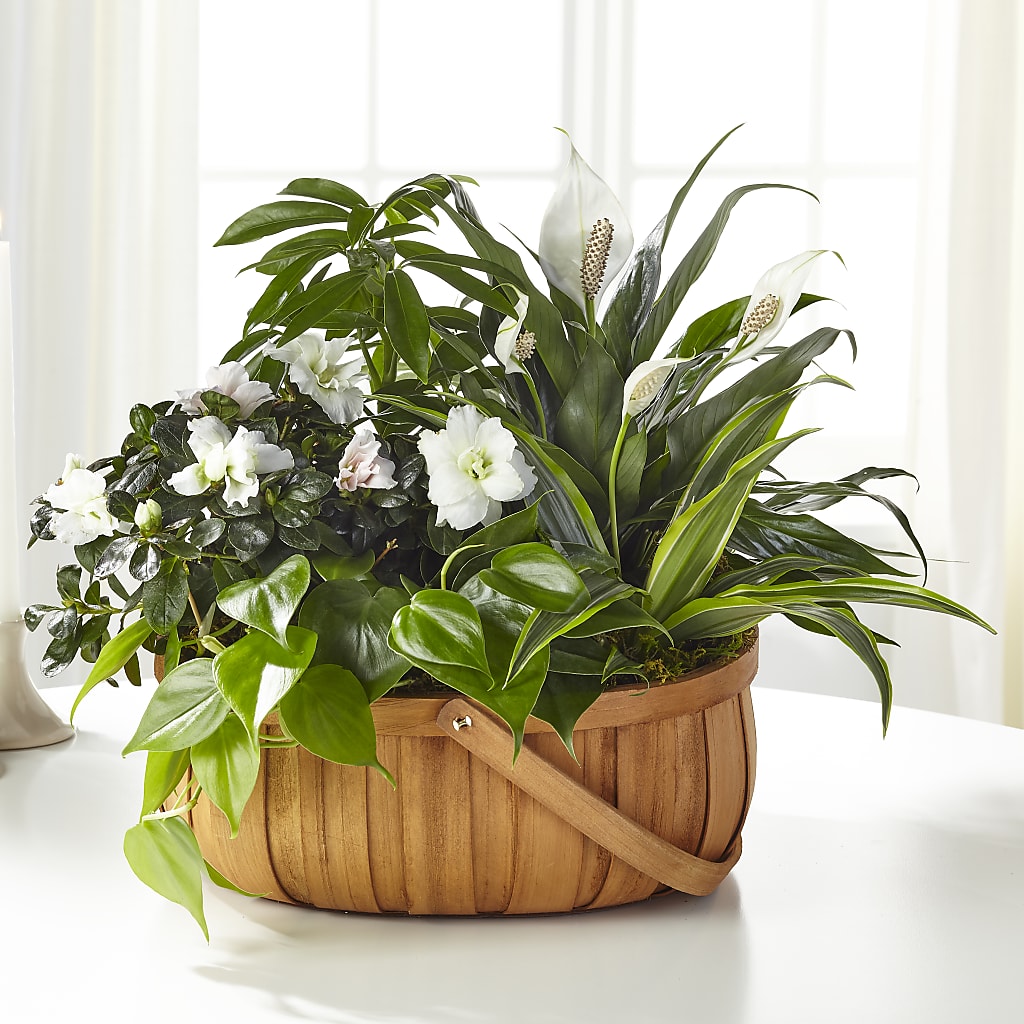Serene Dishgarden – LARRY'S FLORIST, Cliffside Park NJ