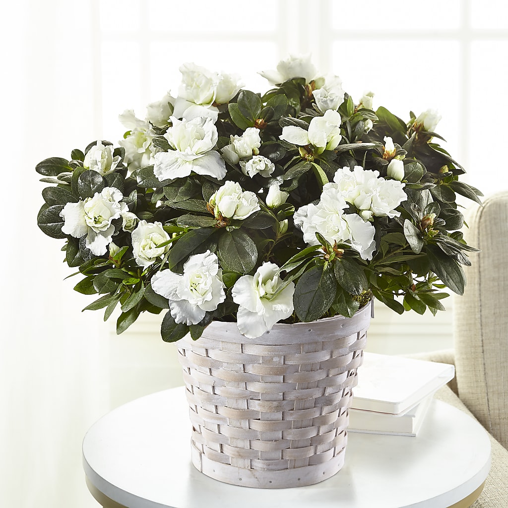 White Azalea Plant – LARRY'S FLORIST, Cliffside Park NJ