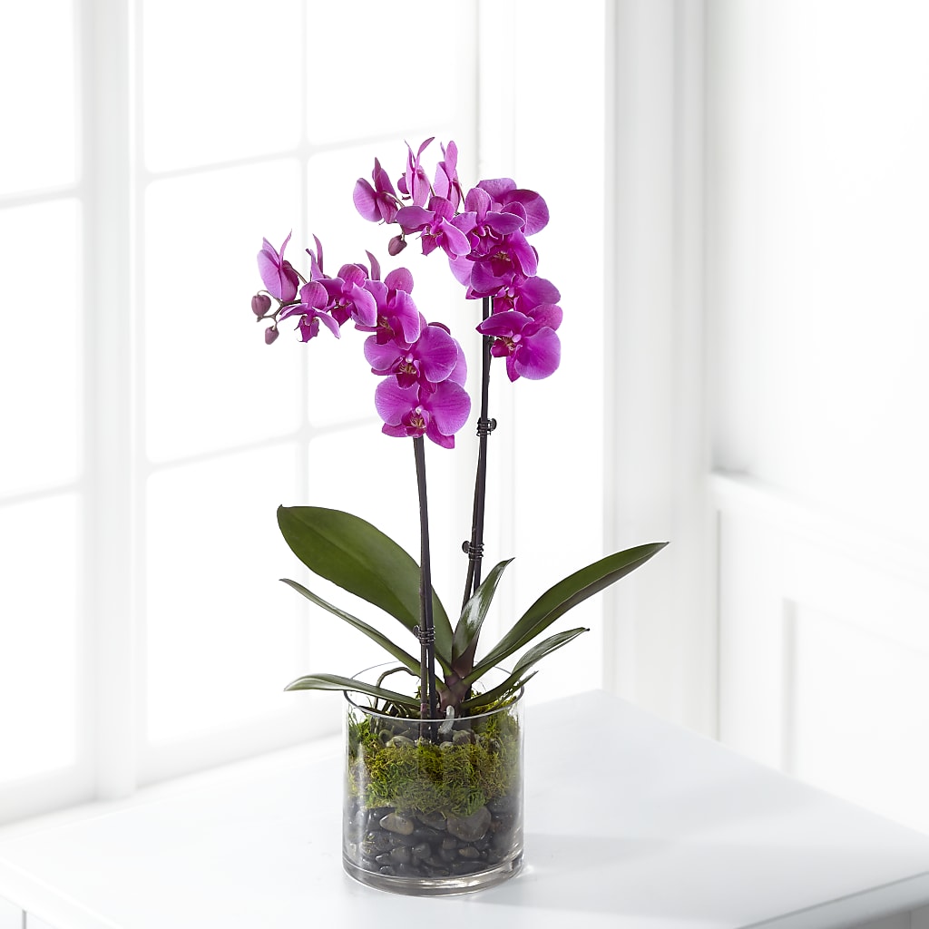 Pink Orchid Plant – LARRY'S FLORIST, Cliffside Park NJ