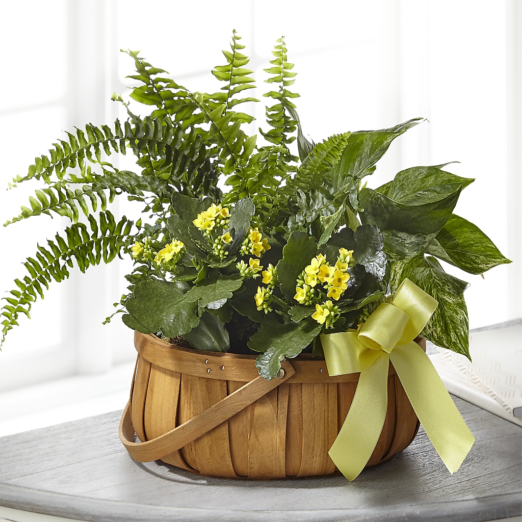 Always Dear Dishgarden – LARRY'S FLORIST, Cliffside Park NJ