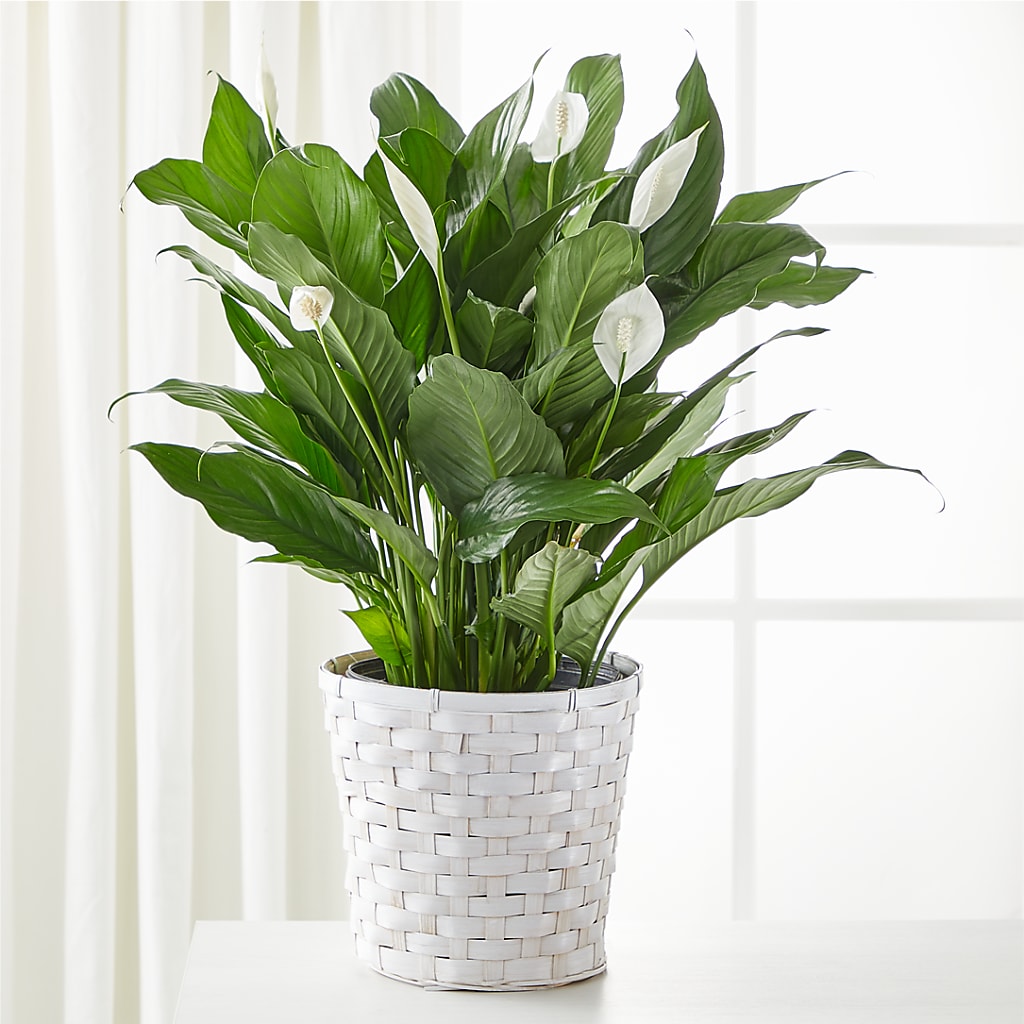 A New Leaf Peace Lily – LARRY'S FLORIST, Cliffside Park NJ