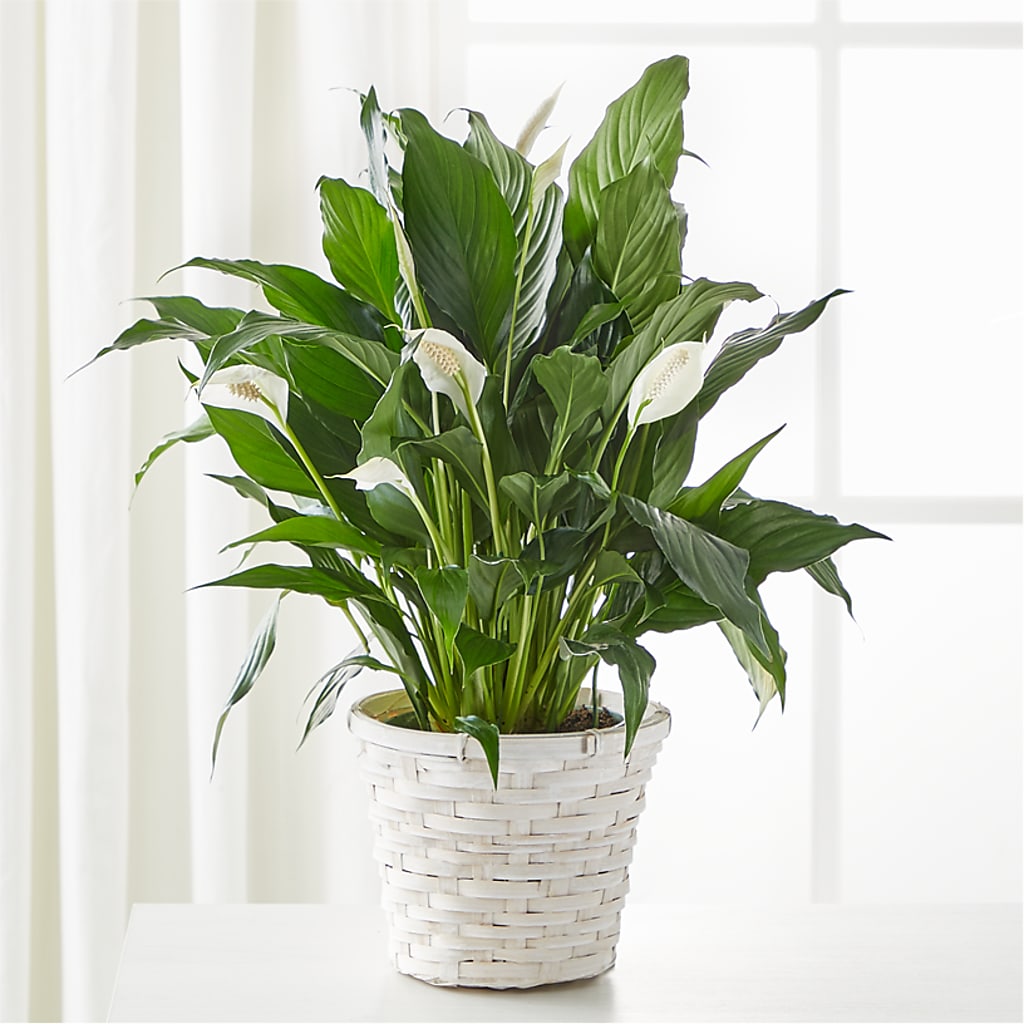 A New Leaf Peace Lily – LARRY'S FLORIST, Cliffside Park NJ
