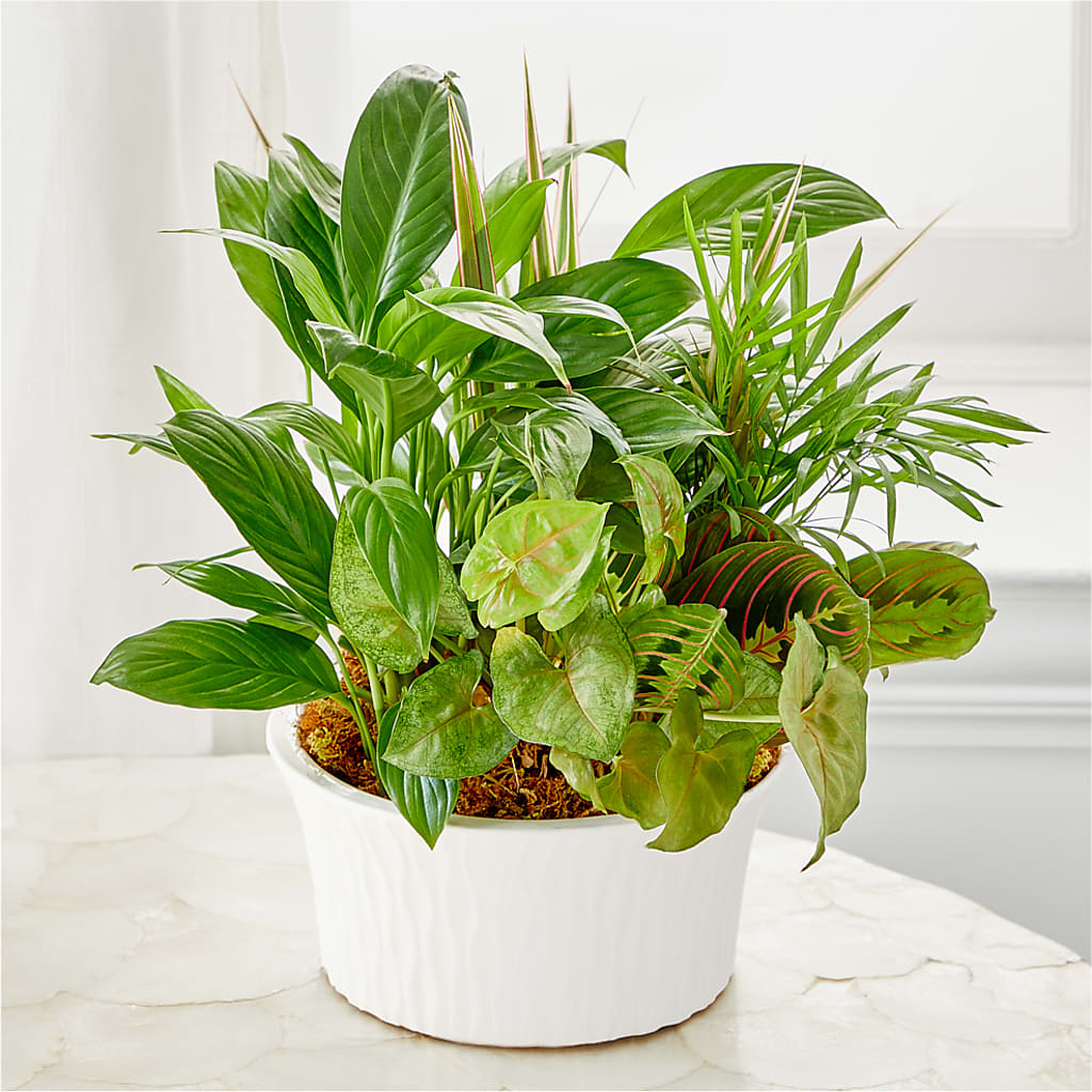 Balance & Harmony Dishgarden – LARRY'S FLORIST, Cliffside Park NJ