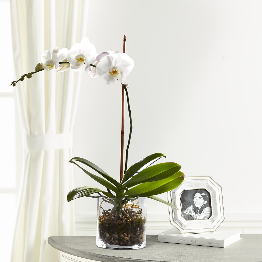 White Orchid Planter – LARRY'S FLORIST, Cliffside Park NJ