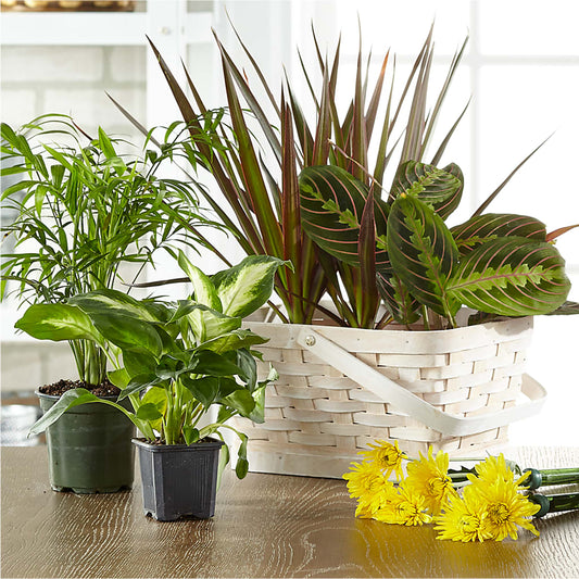 Florist Designed Blooming and Green Plants in a Basket – LARRY'S FLORIST, Cliffside Park NJ