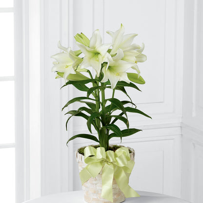 Easter Lily Plant – LARRY'S FLORIST, Cliffside Park NJ