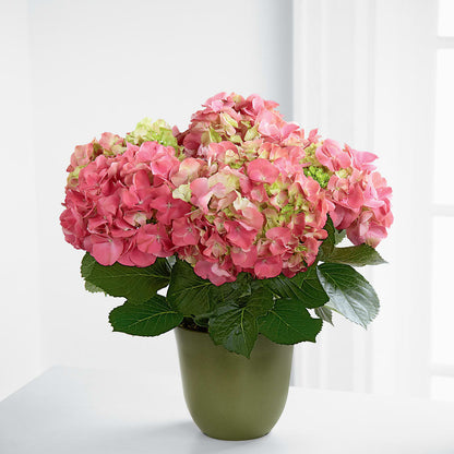Pink Hydrangea Planter – LARRY'S FLORIST, Cliffside Park NJ