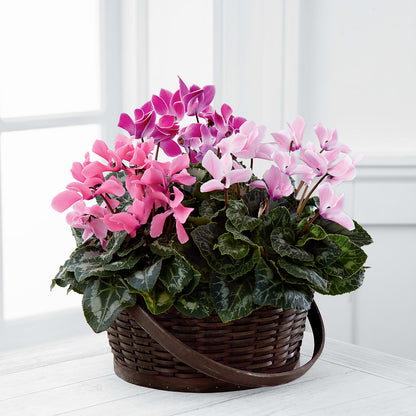 Mixed Cyclamen Planter – LARRY'S FLORIST, Cliffside Park NJ