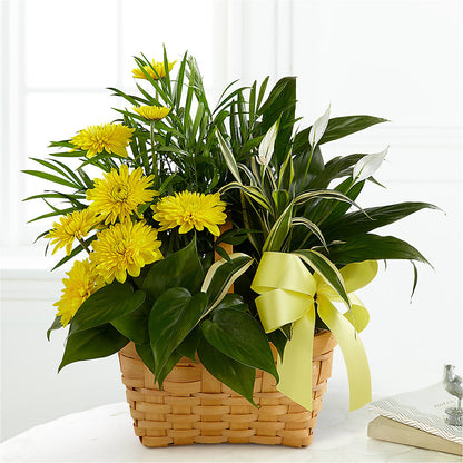 Loving Light Dishgarden – LARRY'S FLORIST, Cliffside Park NJ