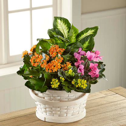 Color Crush Dishgarden – LARRY'S FLORIST, Cliffside Park NJ