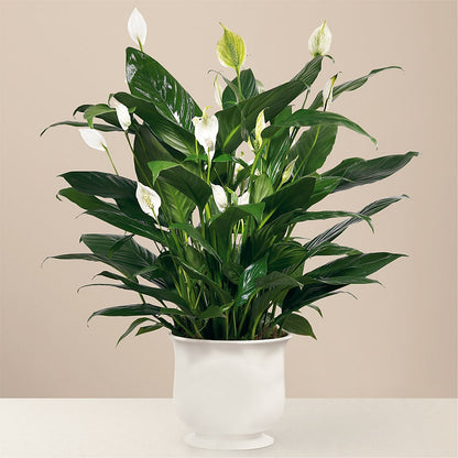 Comfort Planter – LARRY'S FLORIST, Cliffside Park NJ