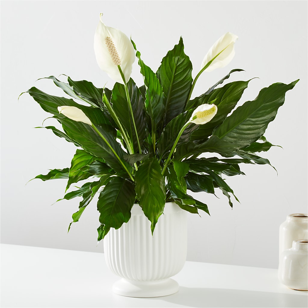 Comfort Planter – LARRY'S FLORIST, Cliffside Park NJ
