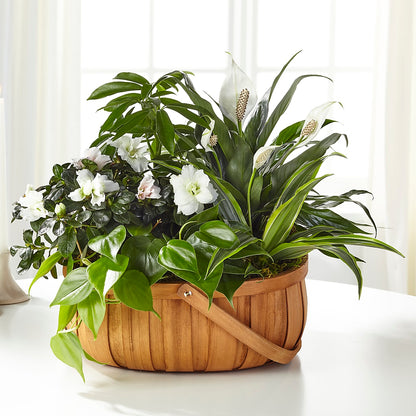Serene Dishgarden – LARRY'S FLORIST, Cliffside Park NJ