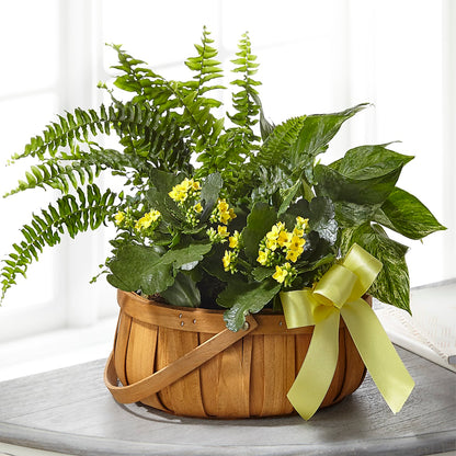 Always Dear Dishgarden – LARRY'S FLORIST, Cliffside Park NJ