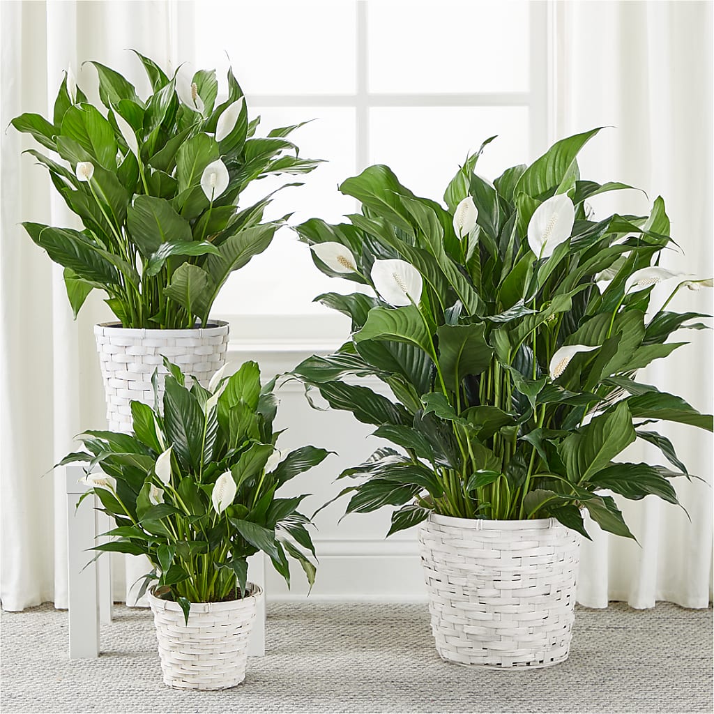 A New Leaf Peace Lily – LARRY'S FLORIST, Cliffside Park NJ