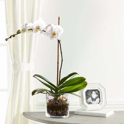 White Orchid Planter – LARRY'S FLORIST, Cliffside Park NJ