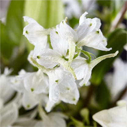 Classic Ivory – A Florist Original – LARRY'S FLORIST, Cliffside Park NJ