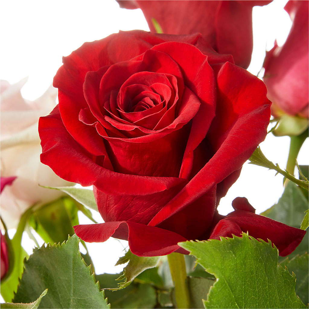 Love Notes Rose Bouquet – LARRY'S FLORIST, Cliffside Park NJ